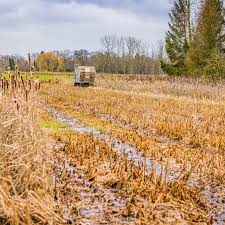 Droogte bestrijden met natte teelten: marktvorming en opzetten keten voor Waterschap Aa en Maas